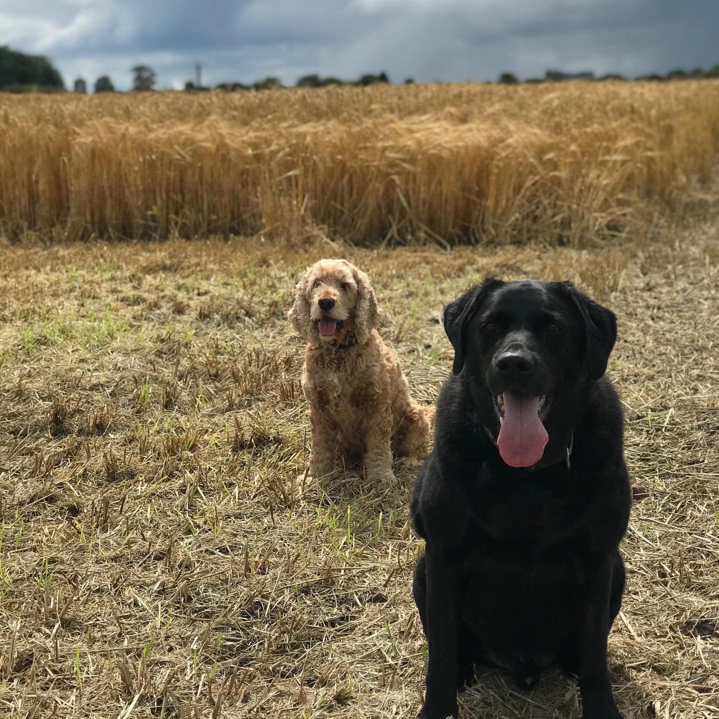 Two dogs walking in a lovely field