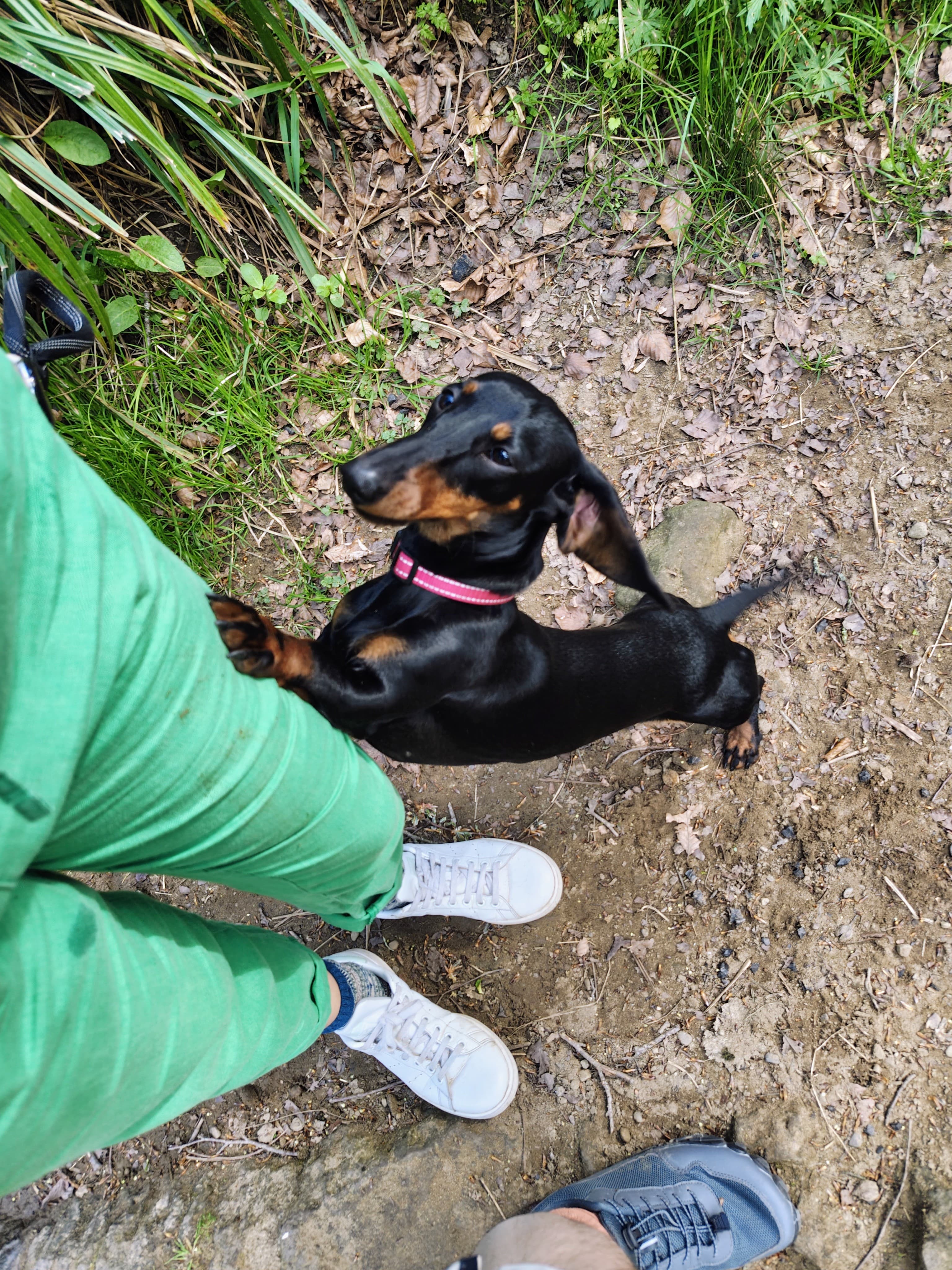 Pip, a playful dog showing off their legs